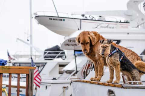 Two dogs together representing care, trust and personal relationships